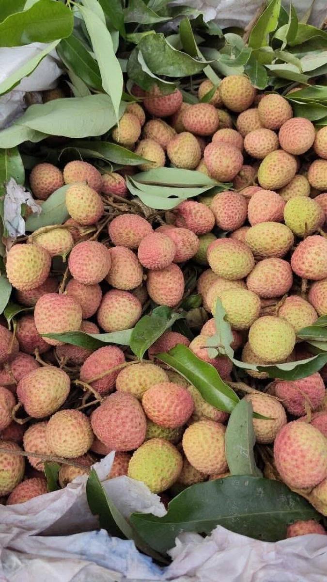 লিচু আগামীকাল আসবে।