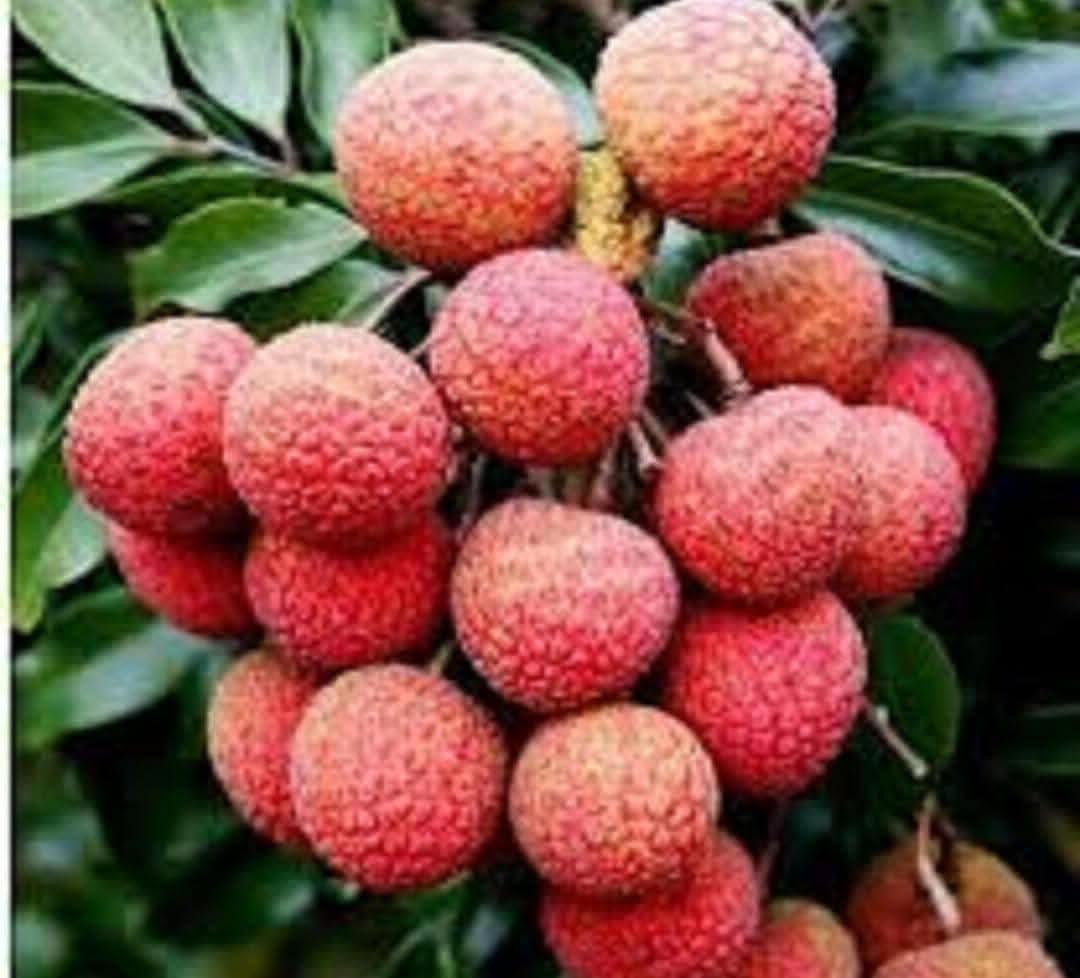 লিচু আজকেও আছে।সেইসাথে মধুর মতো মিষ্টি হিমসাগর আম